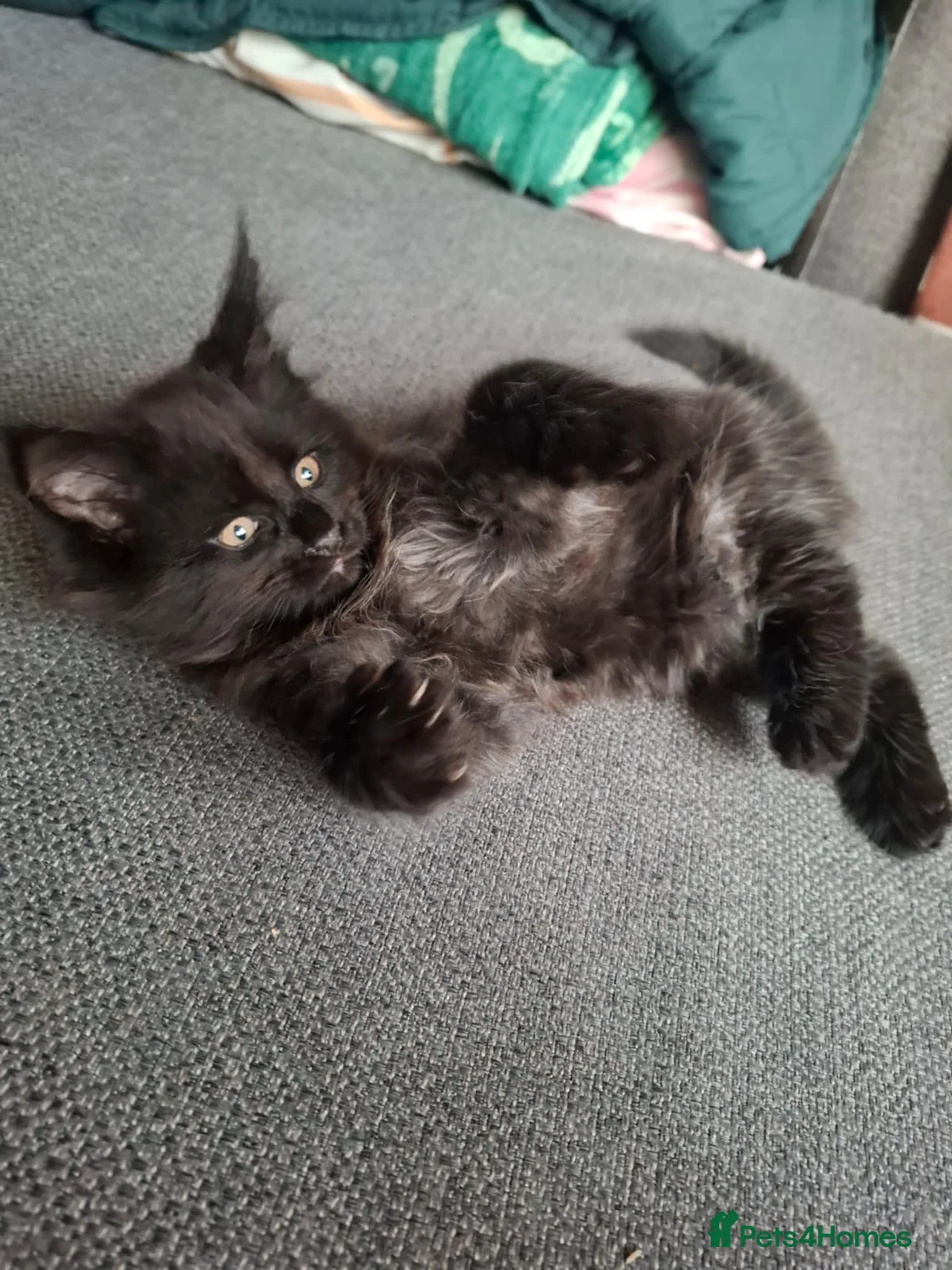 Maine Coon cats for sale:  SALE! 2 Mainecoon kittens READY TO GO - Advert 2