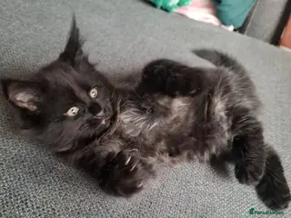 Maine Coon cats 2 Black Smoke Maine Coon kittens READY TO LEAVE - Advert 7