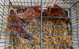 Chickens poultry for sale: Black Blue Copper Marans trio. - Image 4