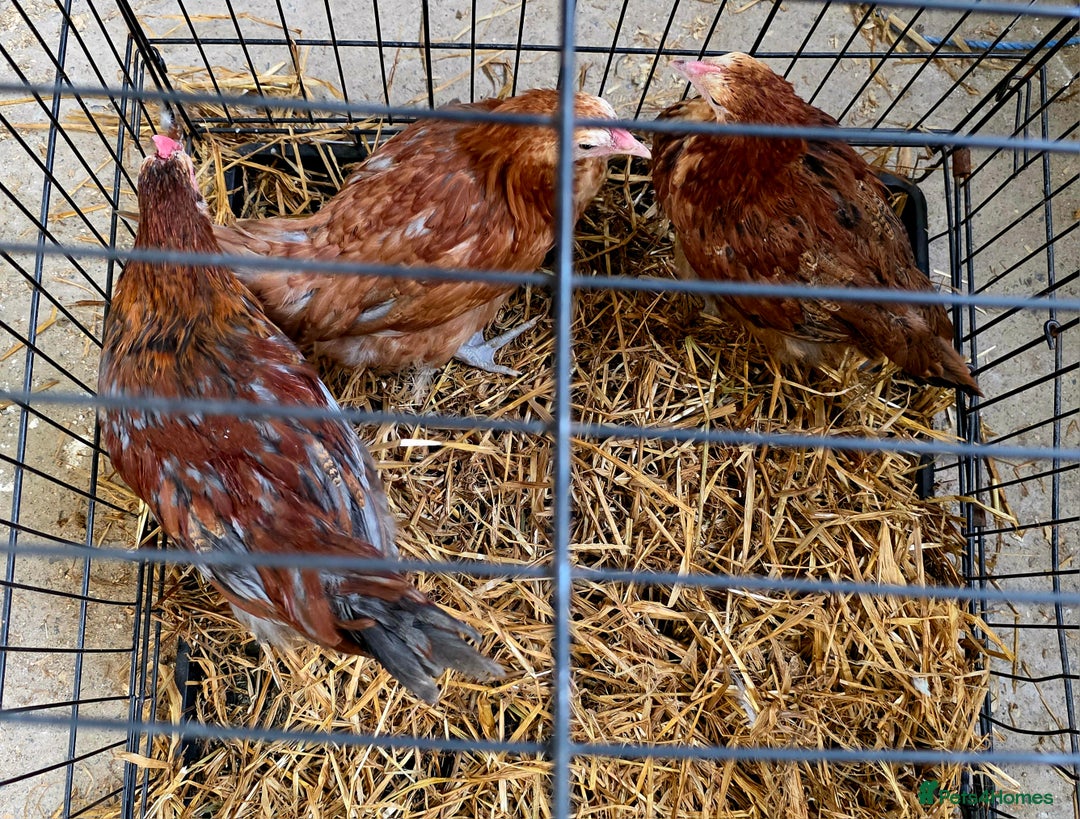 Chickens poultry for sale: Black Blue Copper Marans trio. - Image 4