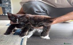 Persian cats for sale: 2 female kittens 1 persian cat for adoption - Image 6