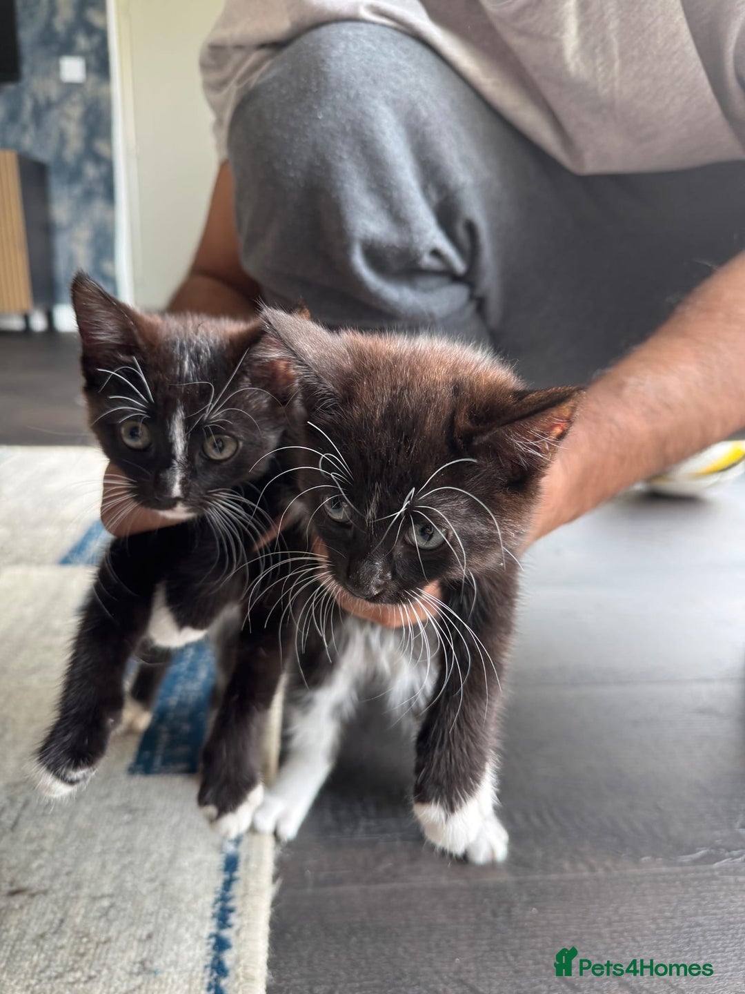 Persian cats for sale: 2 female kittens 1 persian cat for adoption - Image 6