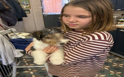 Fox Terrier dogs for sale: Wire Fox Terrier Puppies - Image 5