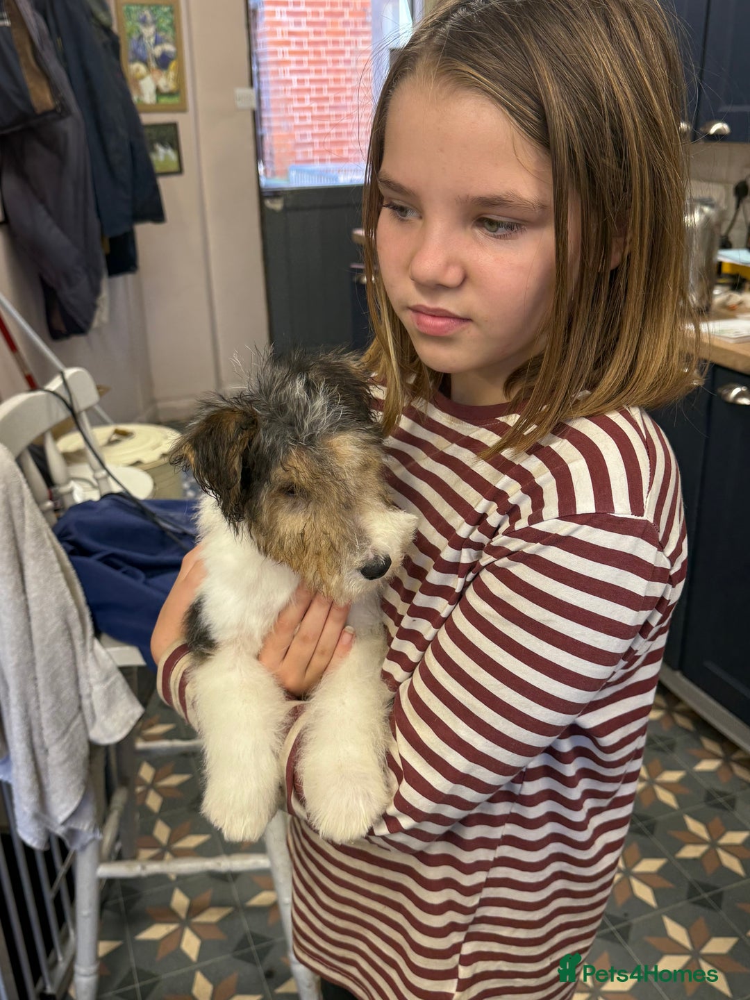Fox Terrier dogs for sale: Wire Fox Terrier Puppies - Image 5