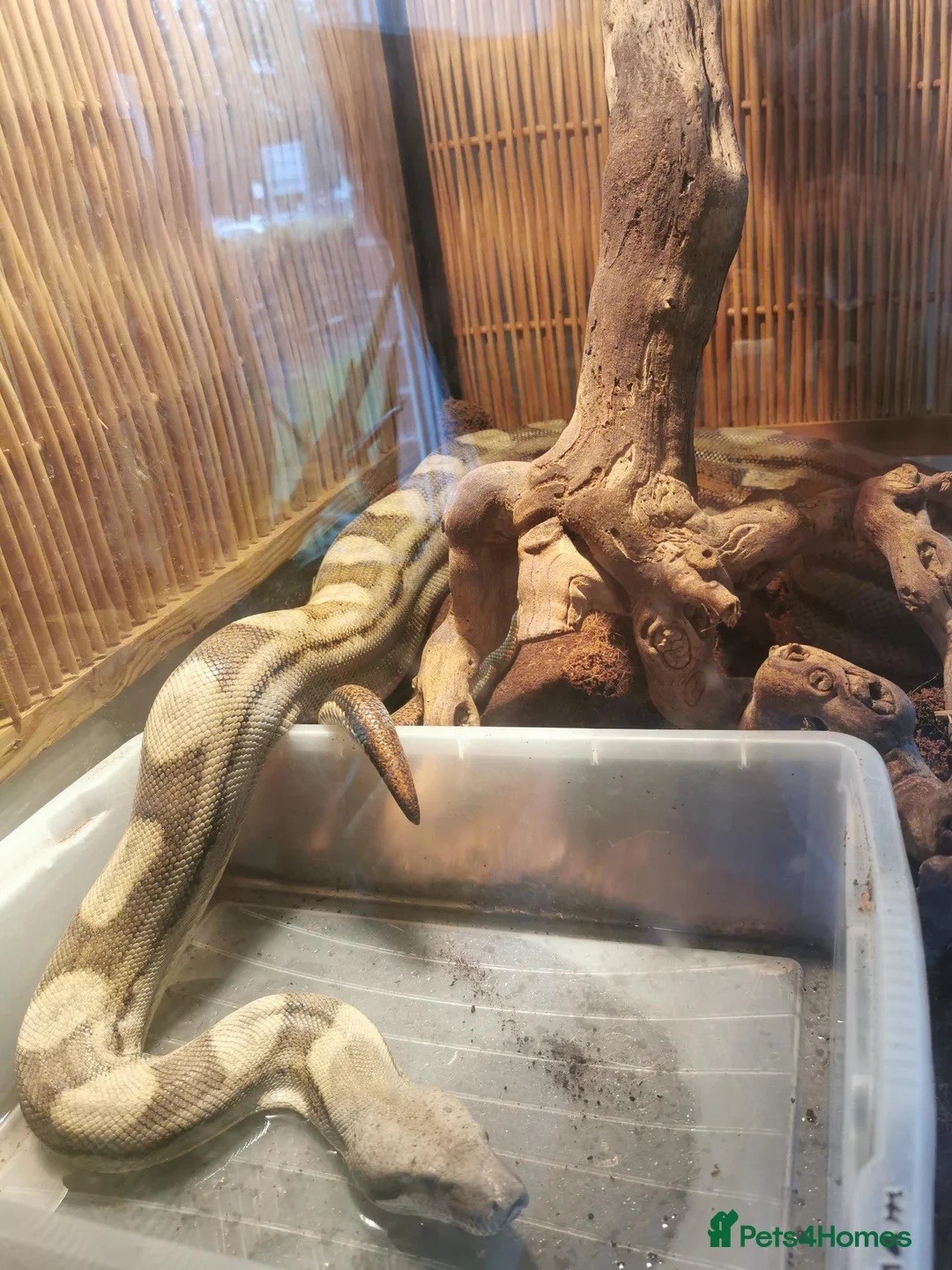 Boa Snake reptiles for sale: ++++++ - Advert 1