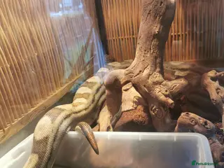 Boa Snake reptiles ++++++ - Advert 3