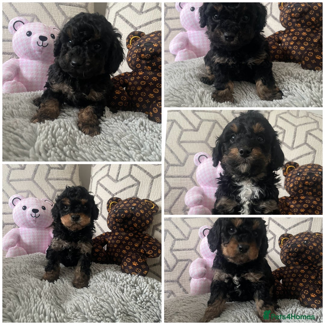 Cavapoo dogs for sale: ⭐ adorable Cavapoo’s ⭐  - Advert 1