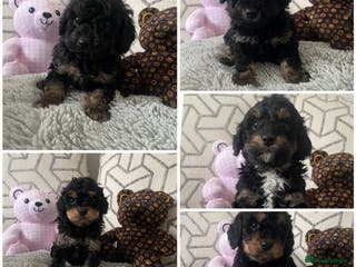 Cavapoo dogs ⭐ adorable Cavapoo’s ⭐ - Advert 1