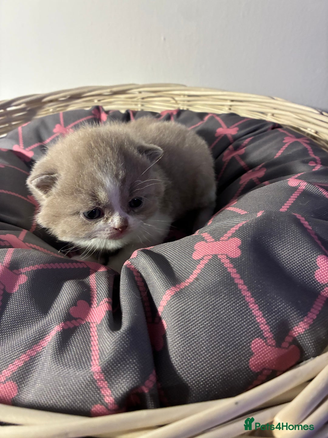 British Shorthair cats for sale: 5 BSH TICA REGISTERED KITTENS - Advert 21