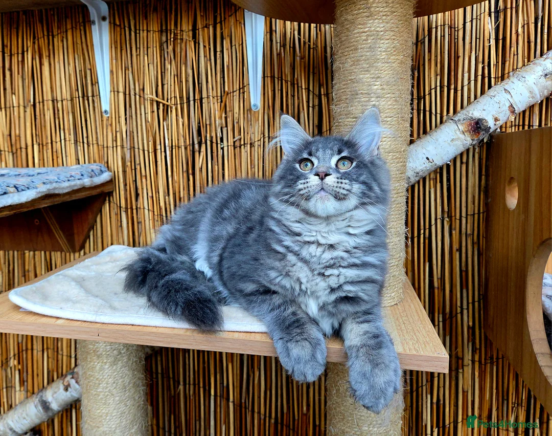 Maine Coon cats for sale: 2 Stunning GCCF Kittens Available.  - Advert 15