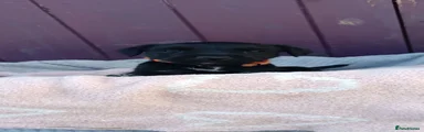 Orange Collar