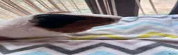 Guinea Pig rodents for sale: Tort and white guinea pig for sale  - Advert 2