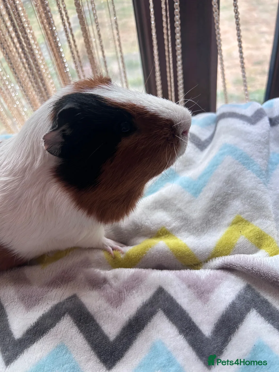 Guinea Pig rodents for sale: Tort and white guinea pig for sale  - Advert 2