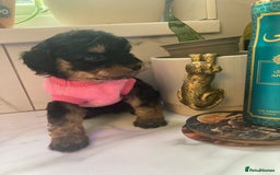 Cavapoo dogs for sale: Our last Toy cavapoo puppy looking for a home  - Image 9