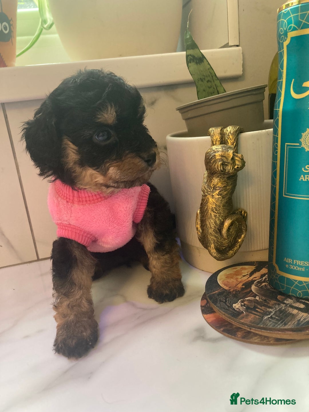 Cavapoo dogs for sale: Our last Toy cavapoo puppy looking for a home  - Image 9