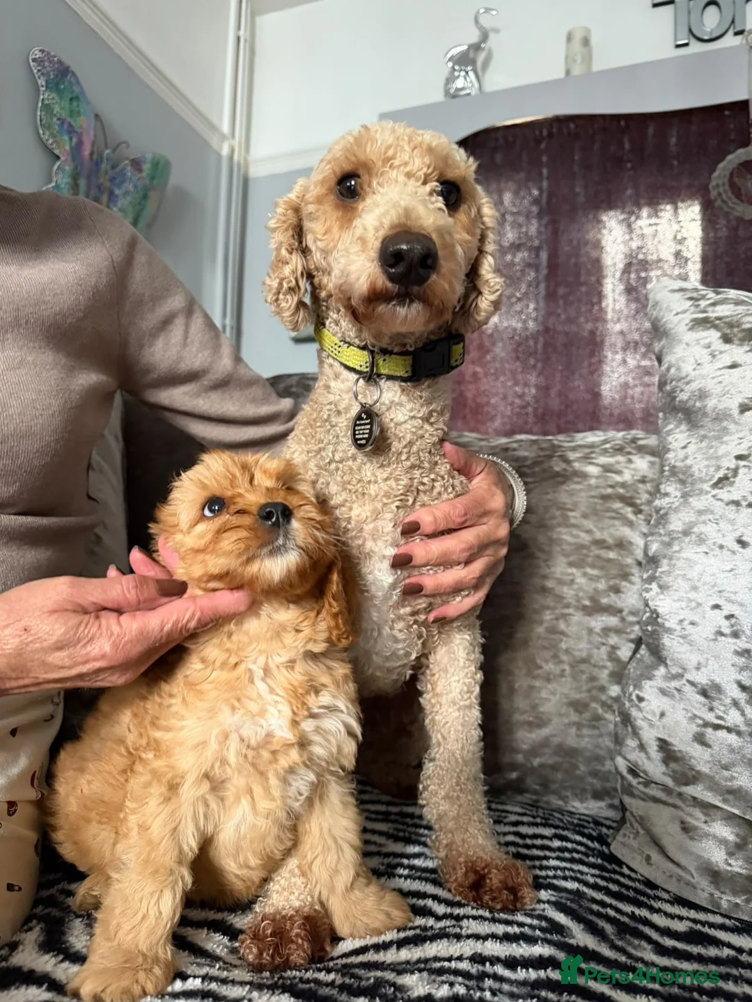 Cockapoo dogs for sale: Beautiful litter of show cockerpoo puppies  - Advert 2