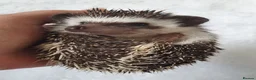 Pygmy Hedgehog rodents for sale: Full pedigree African pygmy hedgehog babies  - Advert 6