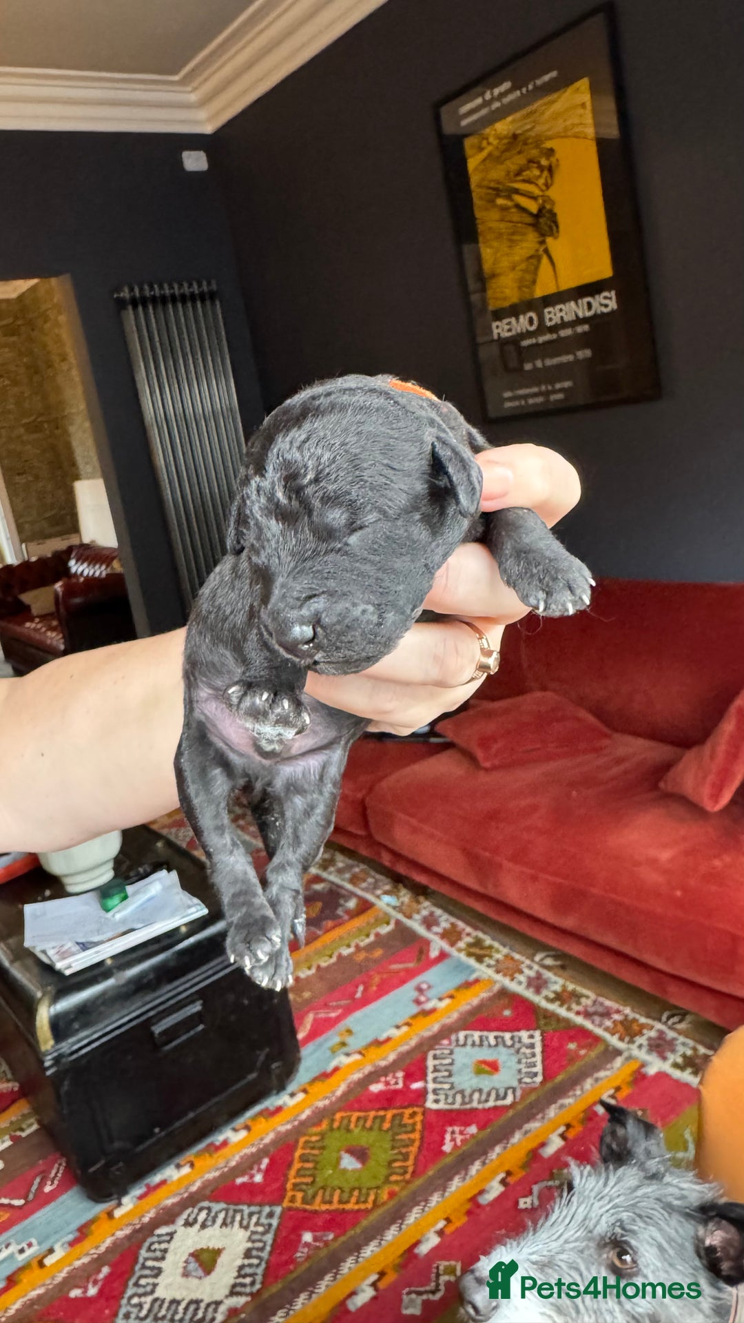 Mixed Breed dogs for sale: Bedlington x whippet puppies - Image 5