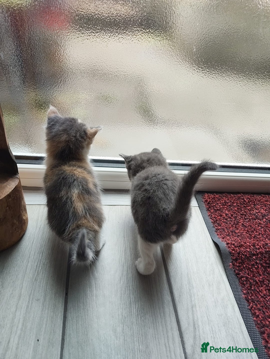 Mixed Breed cats for sale: 4 Mixed Breed Kittens  - Image 15