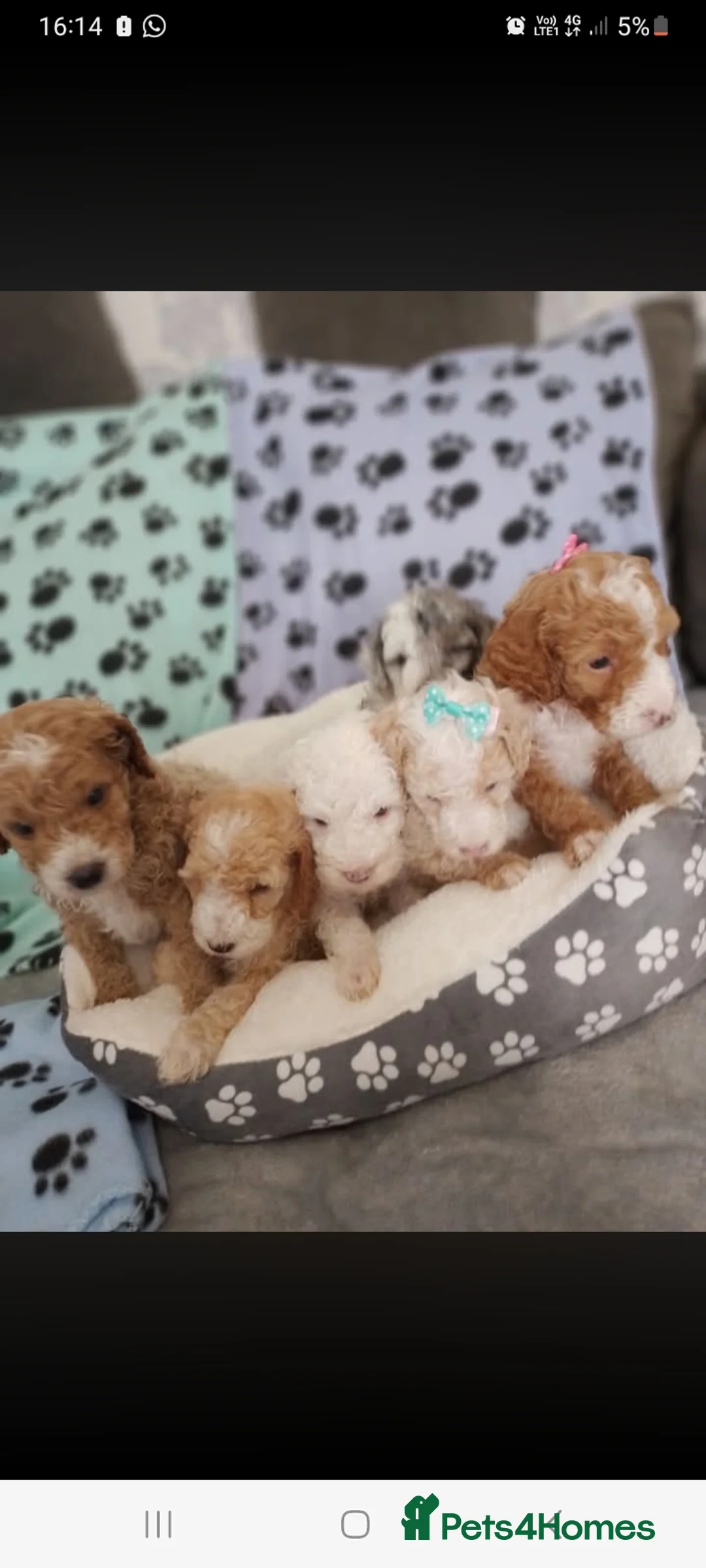 Cockapoo dogs for sale: 🐾🌹🐶 six beautiful fun loving fur baby's ❤️ 🩵🐾 in Barnsley - Advert 1
