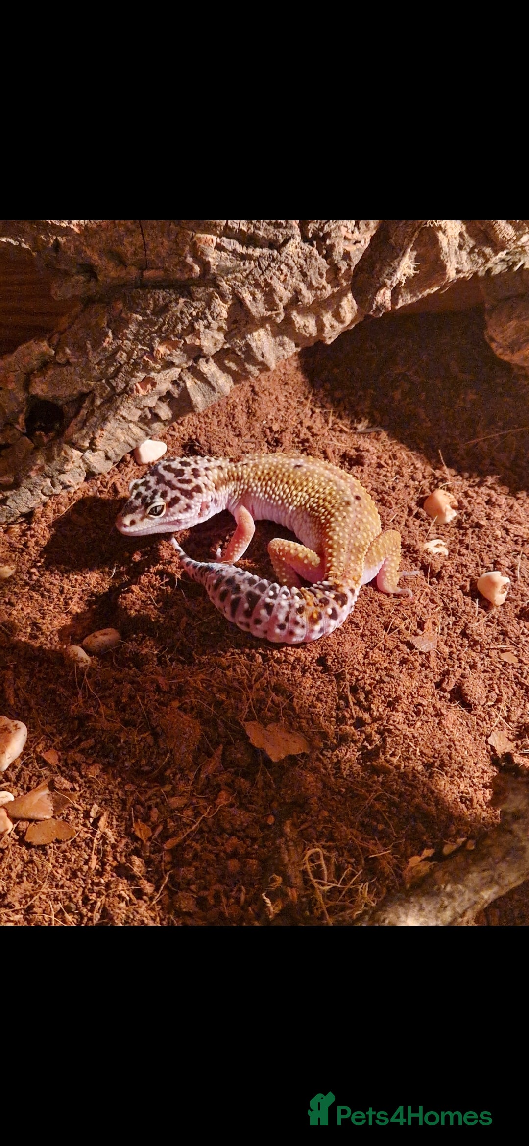 Leopard Gecko reptiles Female leopard gecko and viv - Advert 1