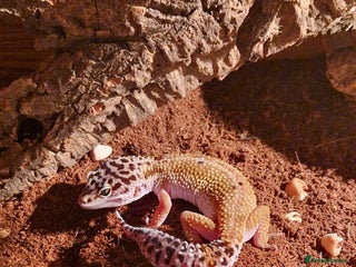 Leopard Gecko reptiles Female leopard gecko and viv - Advert 4