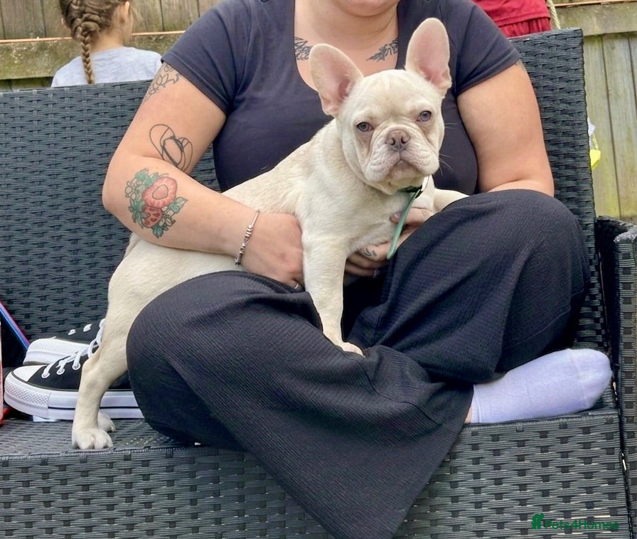 French Bulldog dogs 6 month old French Bulldog PIBBLE  - Advert 1