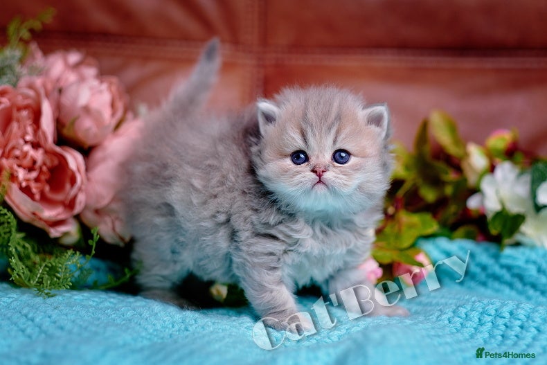 Persian cats  Persian Chinchilla Kittens - Advert 16