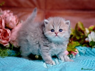 Persian cats - Advert 34
