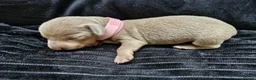 Miniature Dachshund dogs for sale: 💎 TOP QUALITY KC REG & PRA CLR MINI DACHSHUNDS💎 - Advert 9