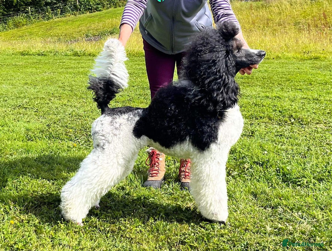 Standard Poodle dogs for sale: Exceptional Standard Parti Poodle puppies due  - Advert 4