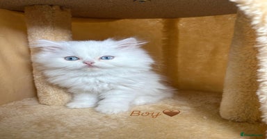 Persian cats - Advert 1