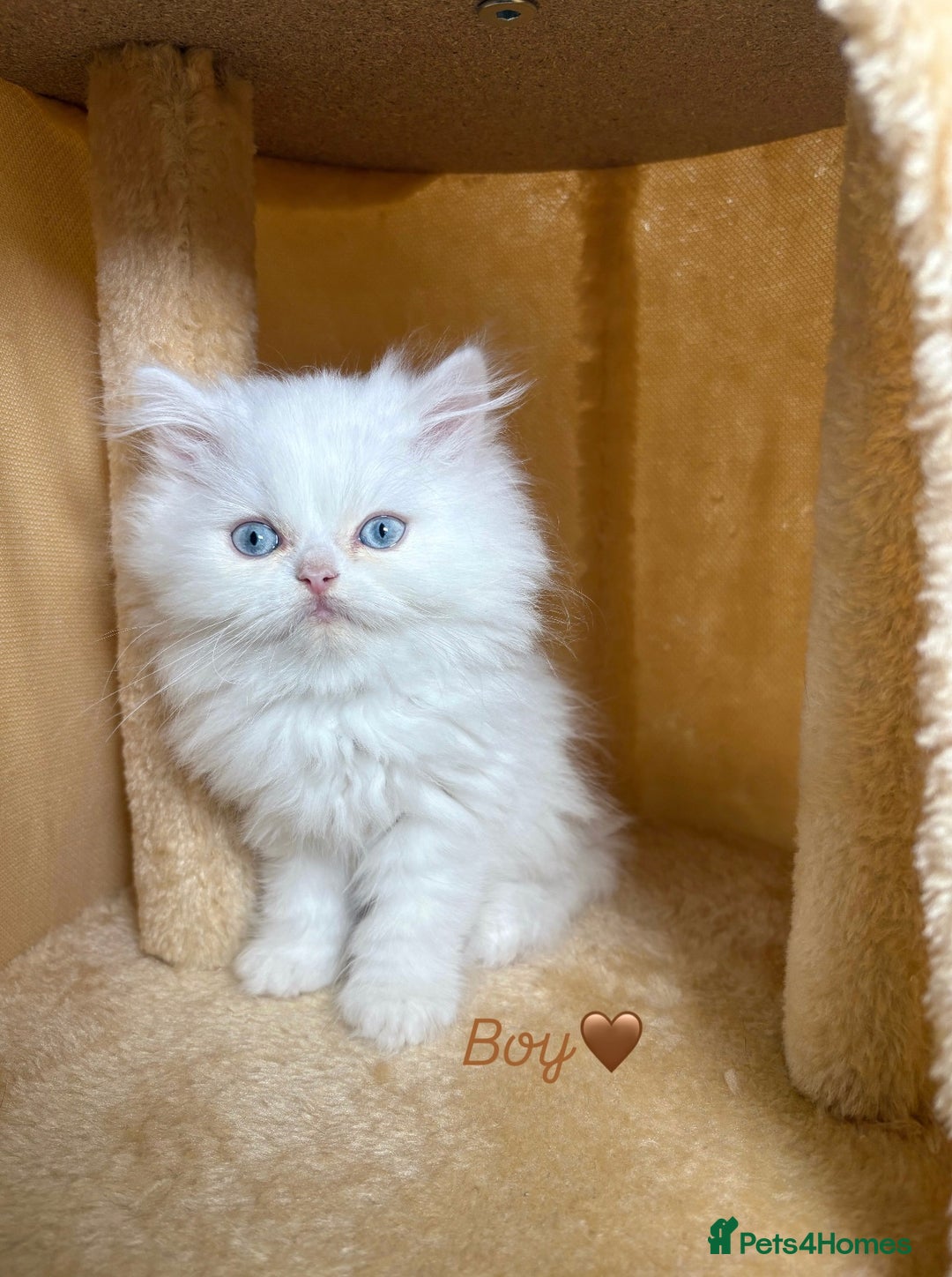Persian cats for sale: Purebred Persian Kittens Rare White Coat&Blue Eyes - Image 3