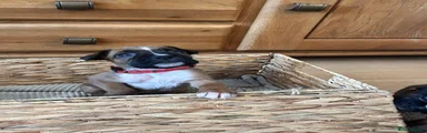 Boxer Puppy 5