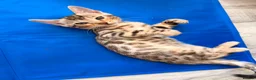 Bengal cats for sale: ✨ Exceptional Pure TICA Reg Bengal Kittens ✨  - Advert 18