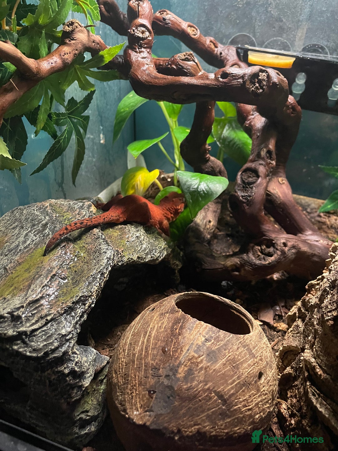Gecko reptiles for sale: 2 crested geckos & 2 gargoyle geckos with setups - Image 5