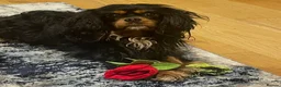 Cavalier King Charles Spaniel dogs for stud: ❤️‍🔥 HUGO ❤️‍🔥 KC Health tested dog for Stud.  - Advert 14