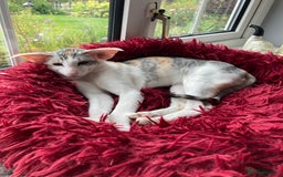 Oriental cats for sale: Oriental shorthair bicolour  - Image 5