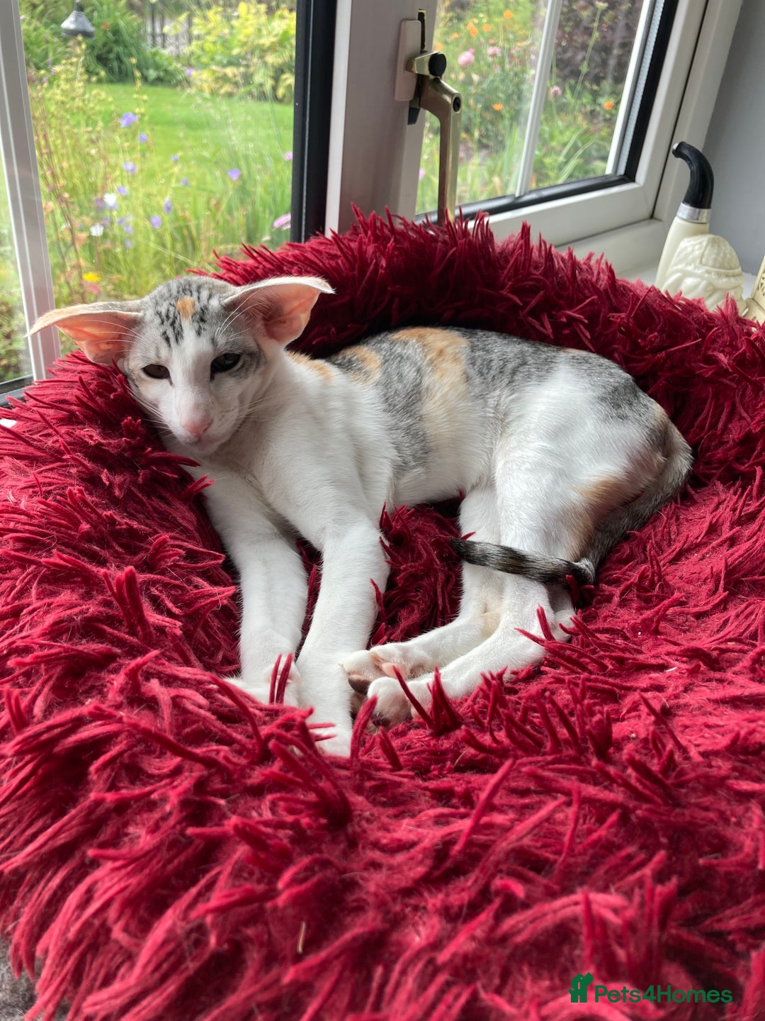 Oriental cats for sale: Oriental shorthair bicolour  - Image 5