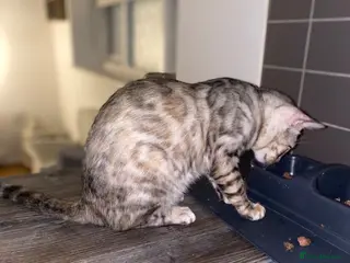 Bengal cats Beautiful Bengal girls - Advert 7