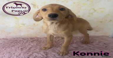 Labrador Retriever dogs - Advert 12