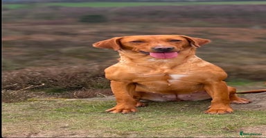 Labrador Retriever dogs - Advert 5