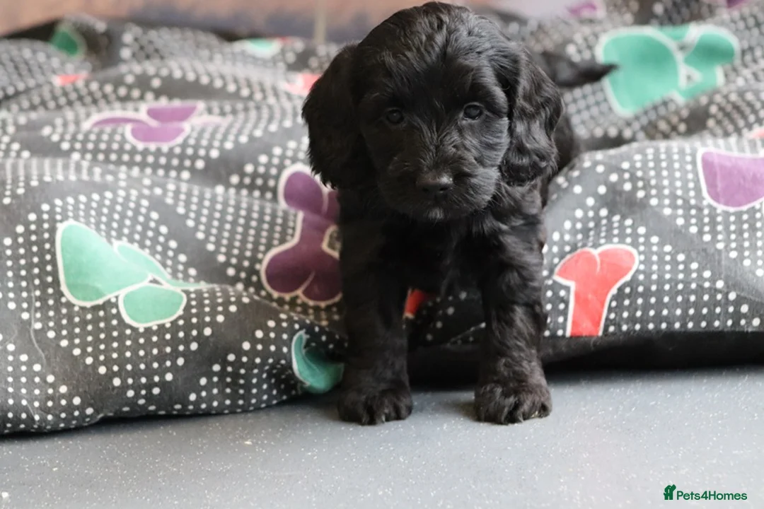 Cockapoo dogs for sale: F1 Cockapoo puppies for sale! - Advert 13