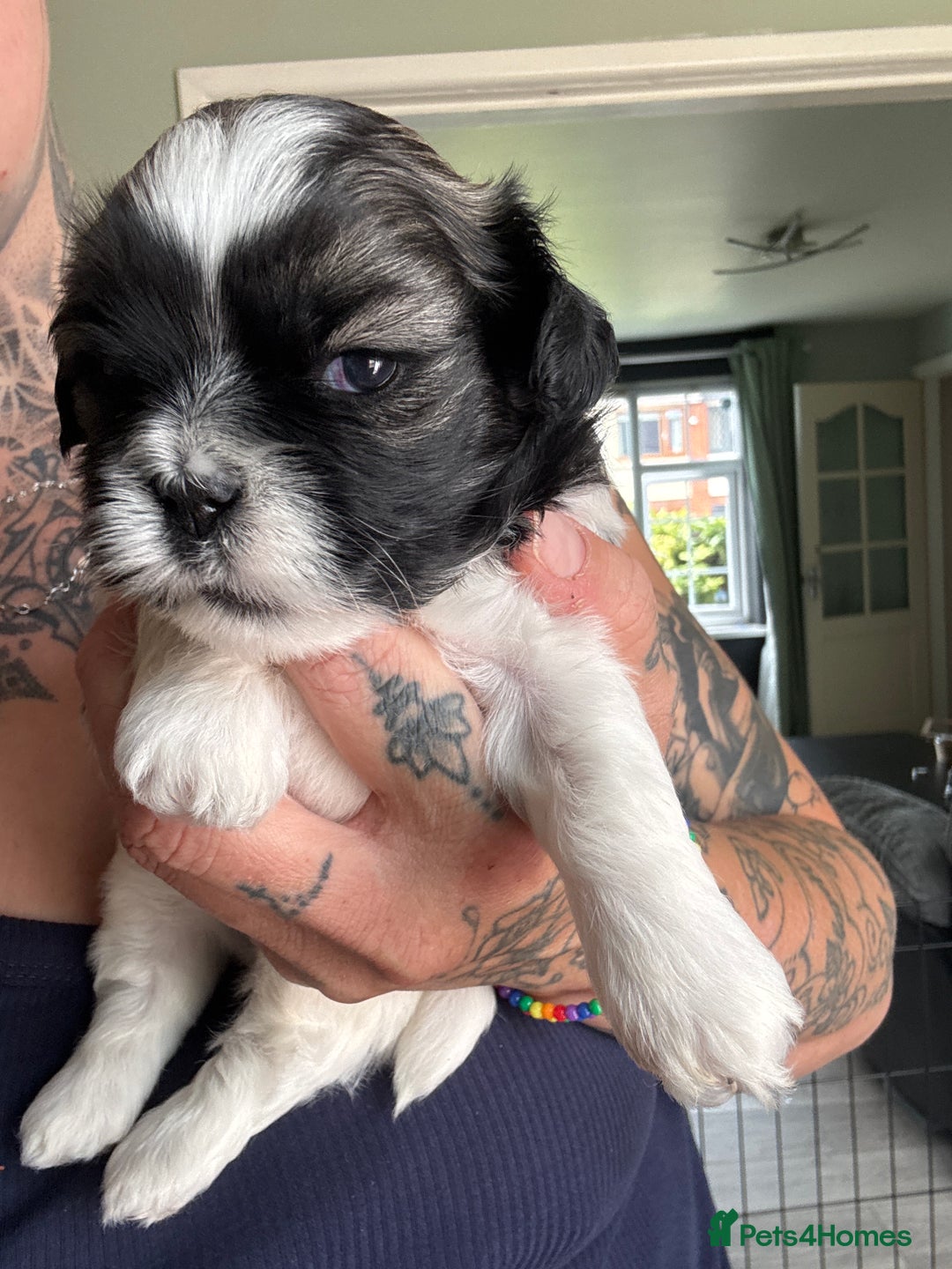 Lhasa Apso dogs for sale: 6 beautiful Lhasa Apso puppies - Image 22