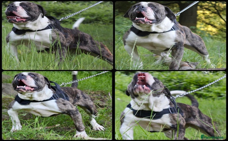 Alapaha Blue Blood Bulldog dogs SUPERIOR FEMALE PUP  - Advert 4