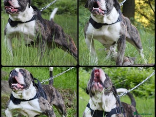 Alapaha Blue Blood Bulldog dogs EXCEPTIONAL FEMALE PUP . 5 ***** - Advert 2