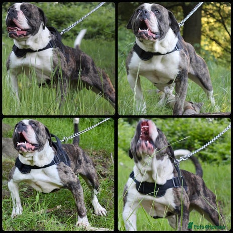 Alapaha Blue Blood Bulldog dogs SUPERIOR FEMALE PUP - Advert 1