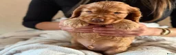 Cocker Spaniel dogs for sale: (2 left) KC show type cocker spaniel puppies - Advert 9
