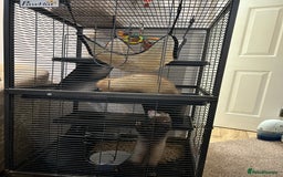Ferret rodents for sale: 2 female ferrets looking for new home  - Image 4