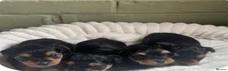 Yorkshire Terrier dogs for sale: Gorgeous Yorkshire terrier Puppies  - Advert 2